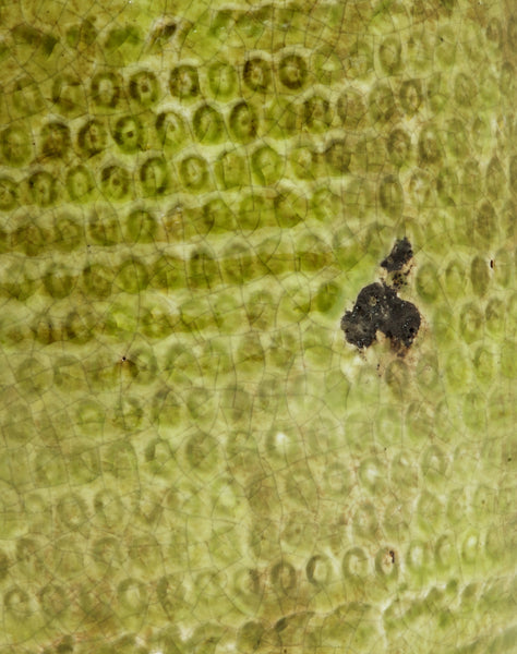 Batch #259, Hand Glazed Set